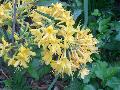 Admiral Semmes Azalea / Rhododendron 